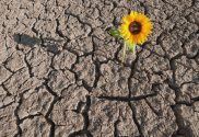 Como Desenvolver a Resiliência Emocional
